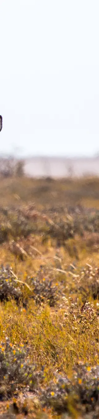 Wandere auf das Waterberg Plateau